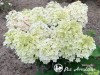 Hortenzija šluotelinė ,Little Alf' (lot. Hydrangea paniculata)